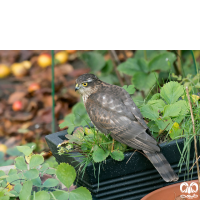 گونه قرقی Eurasian Sparrowhawk